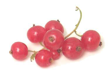 Freshly picked Red Currants from Curley's Quality foods Galway. Think Fresh, Think Quality, Think Curley's